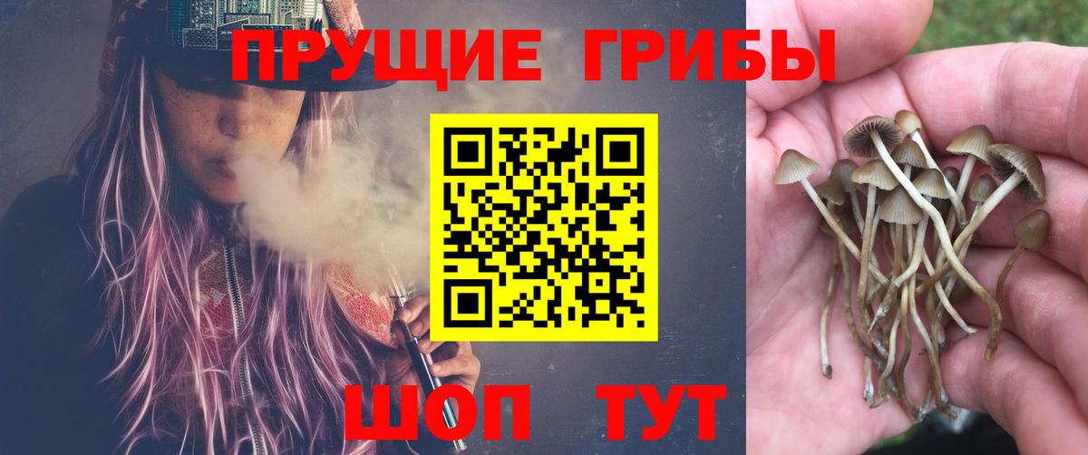 Псилоцибиновые грибы Cubensis Фролово